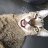 hempppp